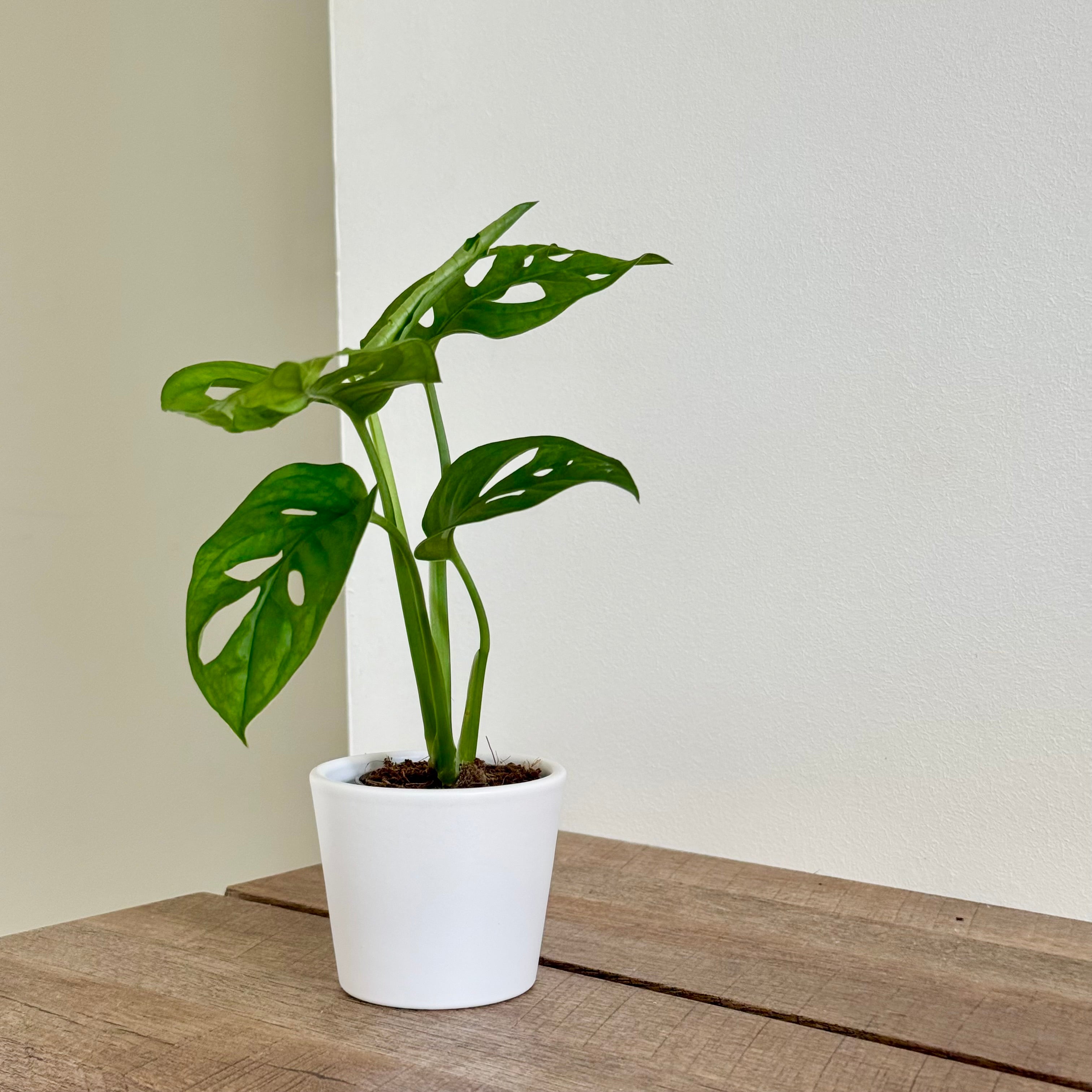 Monstera Adansonii