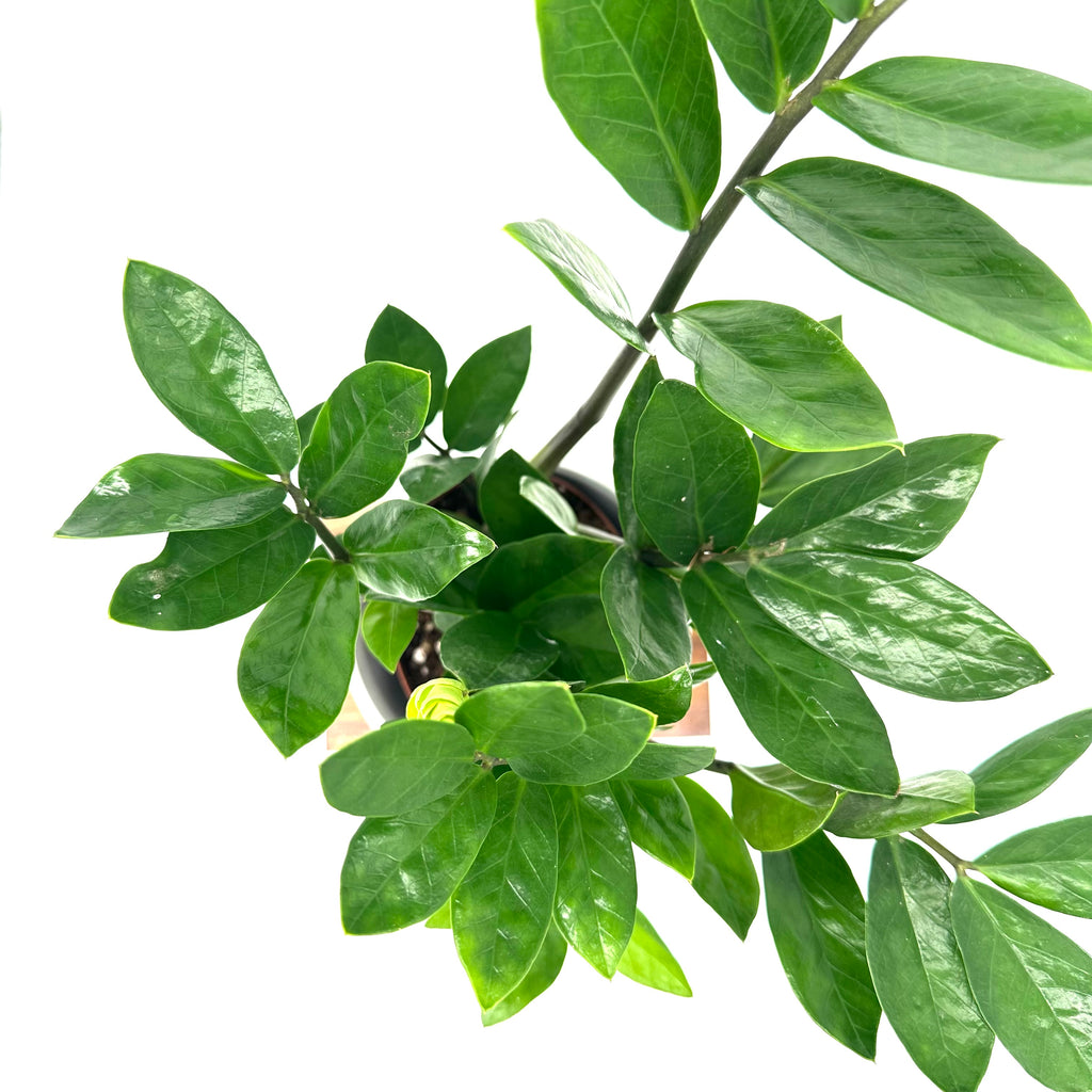Zamioculcas