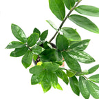 Zamioculcas