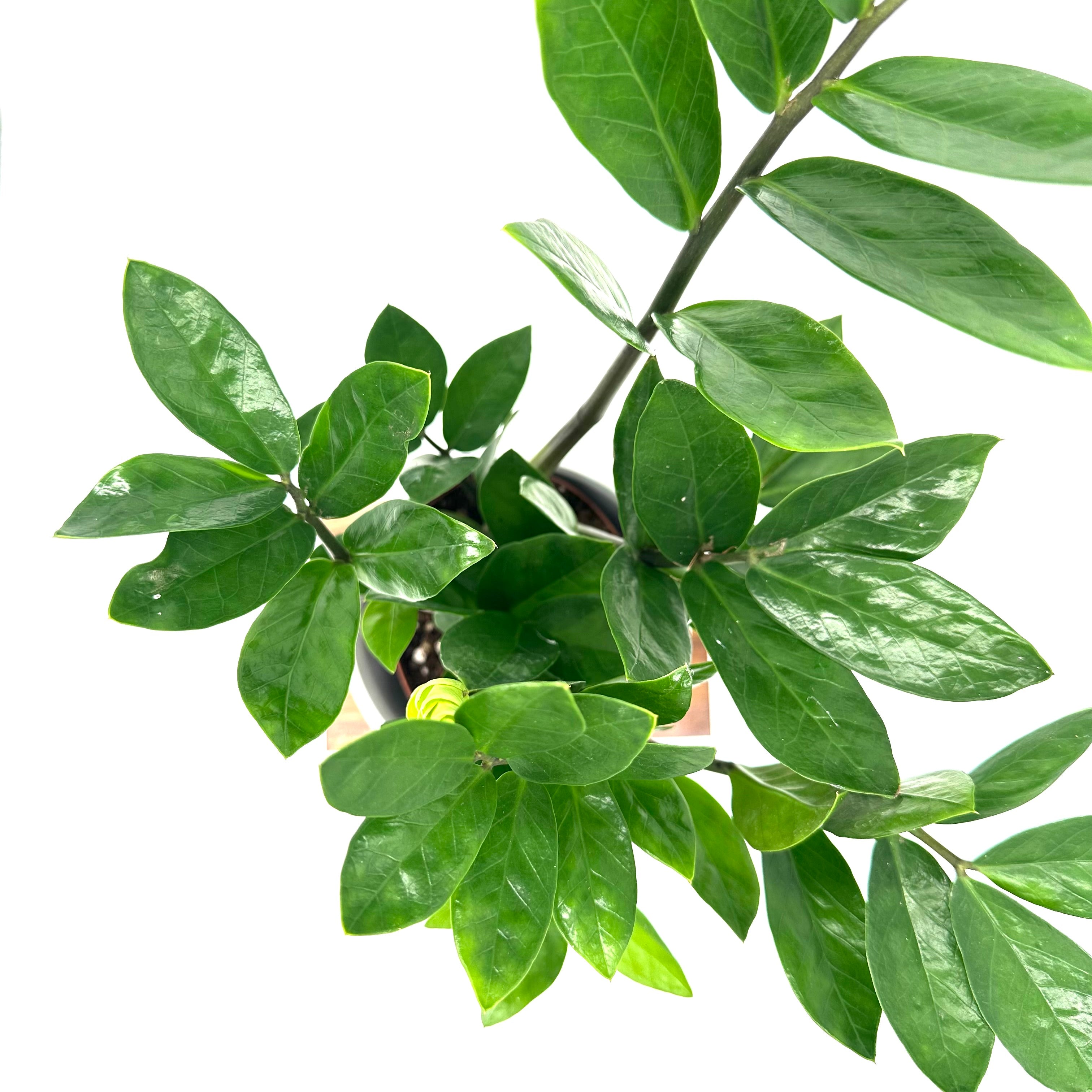 Zamioculcas
