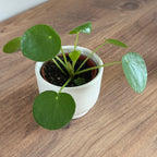 Pilea Peperomioides 6cm
