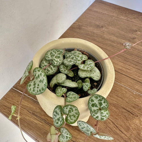 Ceropegia Woodi