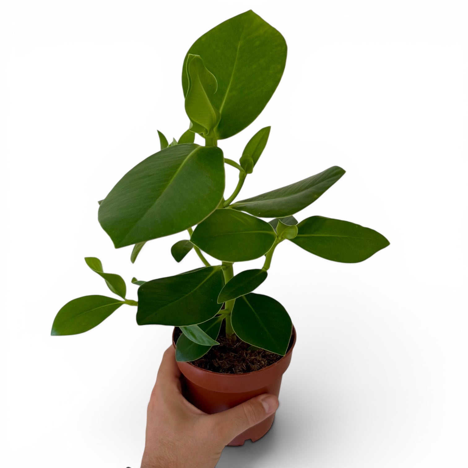 Clusia Rosea