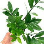 Zamioculcas