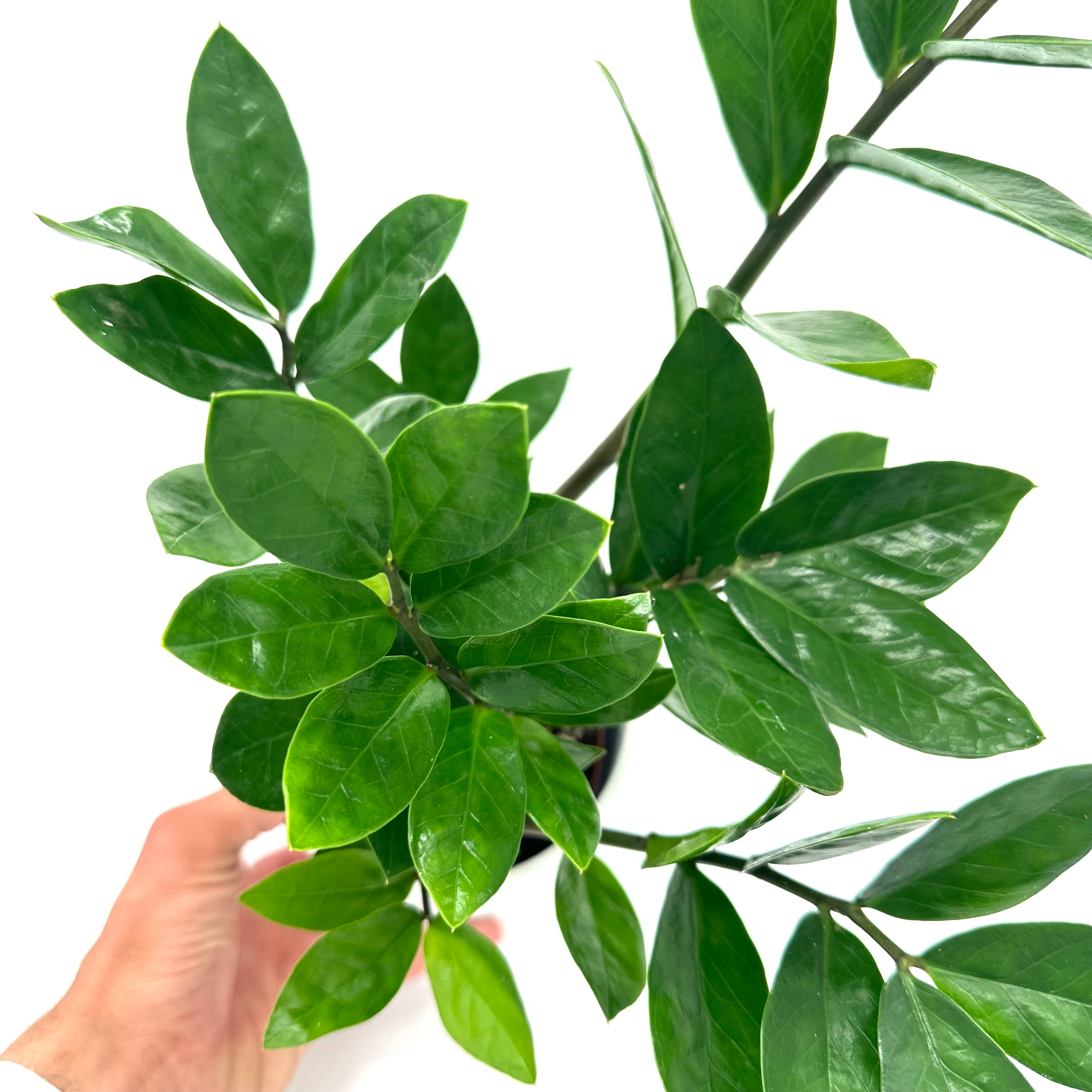 Zamioculcas