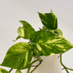 Epipremnum Aureum (15cm) - Pothos