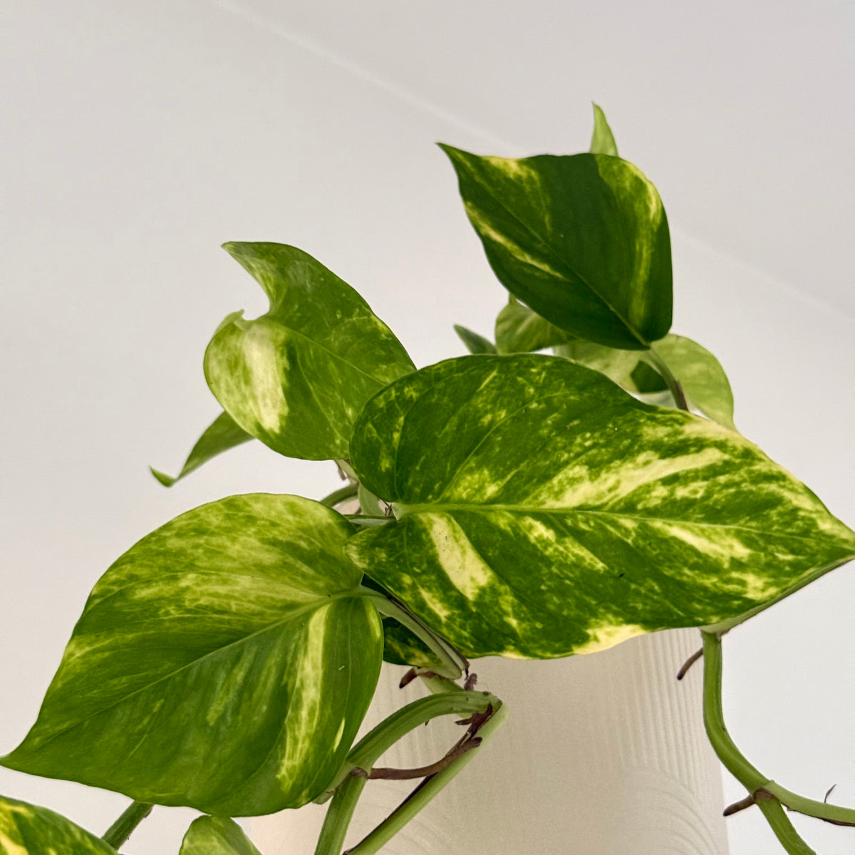 Epipremnum Aureum (15cm) - Pothos