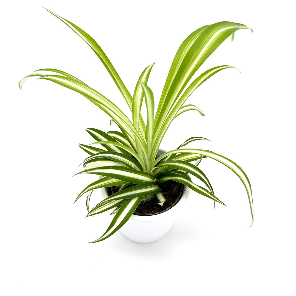 Chlorophytum Corosum