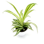 Chlorophytum Corosum