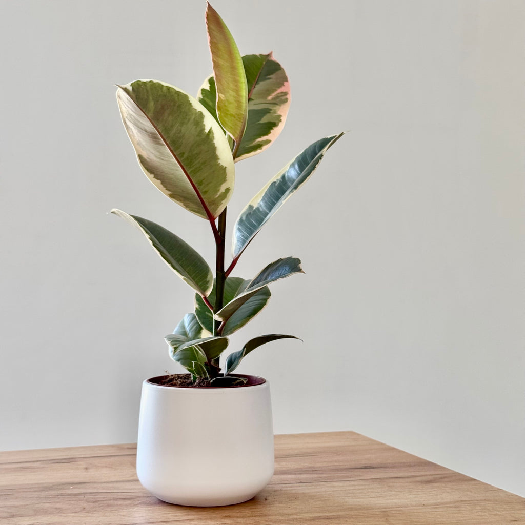 Ficus Elastica Tineke