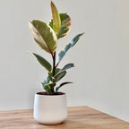 Ficus Elastica Tineke