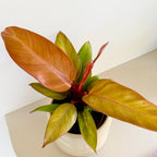 Philodendron Prince Of Orange