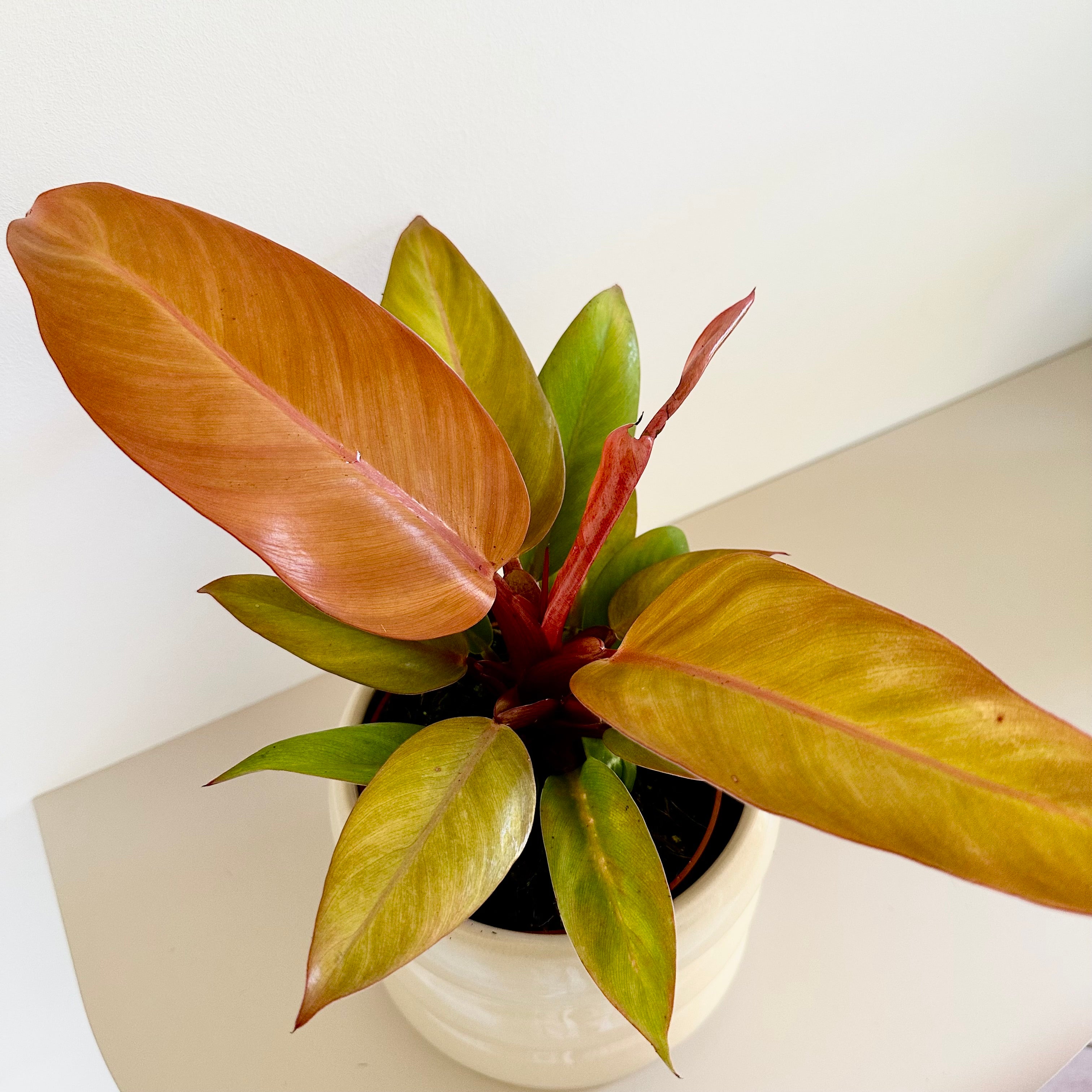 Philodendron Prince Of Orange