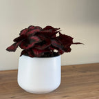 Bégonia Rex red Kiss