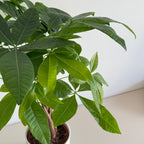 Pachira Aquatica