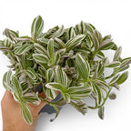 Tradescantia Unicorn