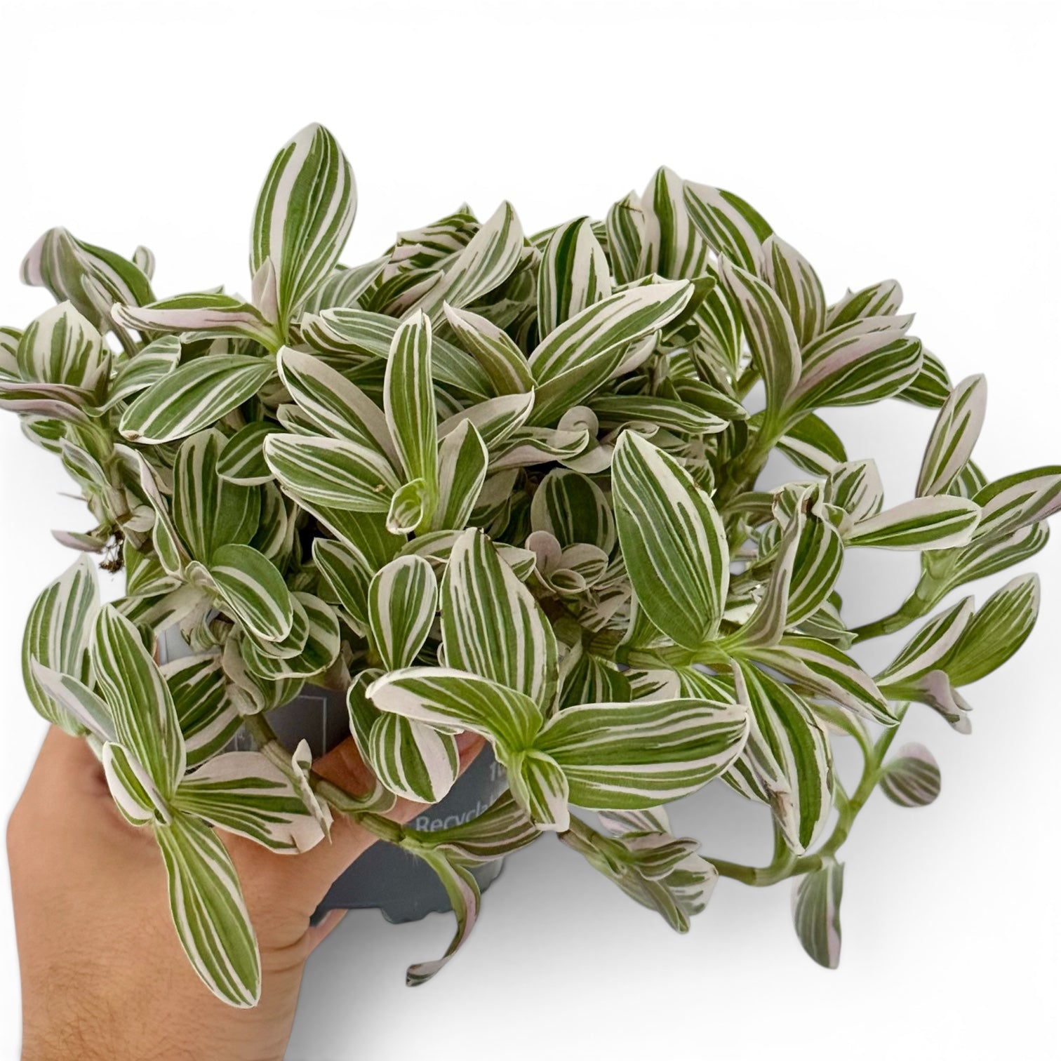 Tradescantia Unicorn
