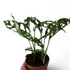 Monstera Obliqua Peru