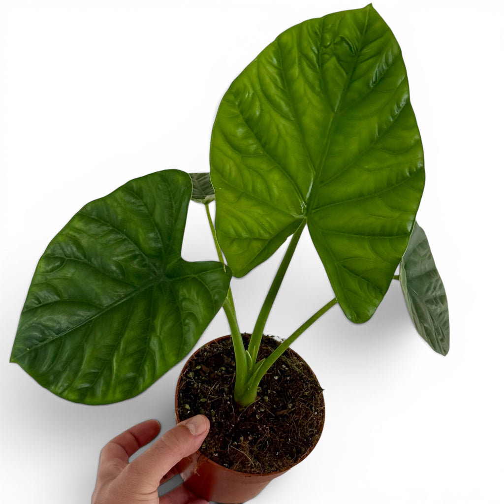 Alocasia Lukiwan