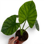 Alocasia Lukiwan