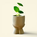 Cache-pot SAO
