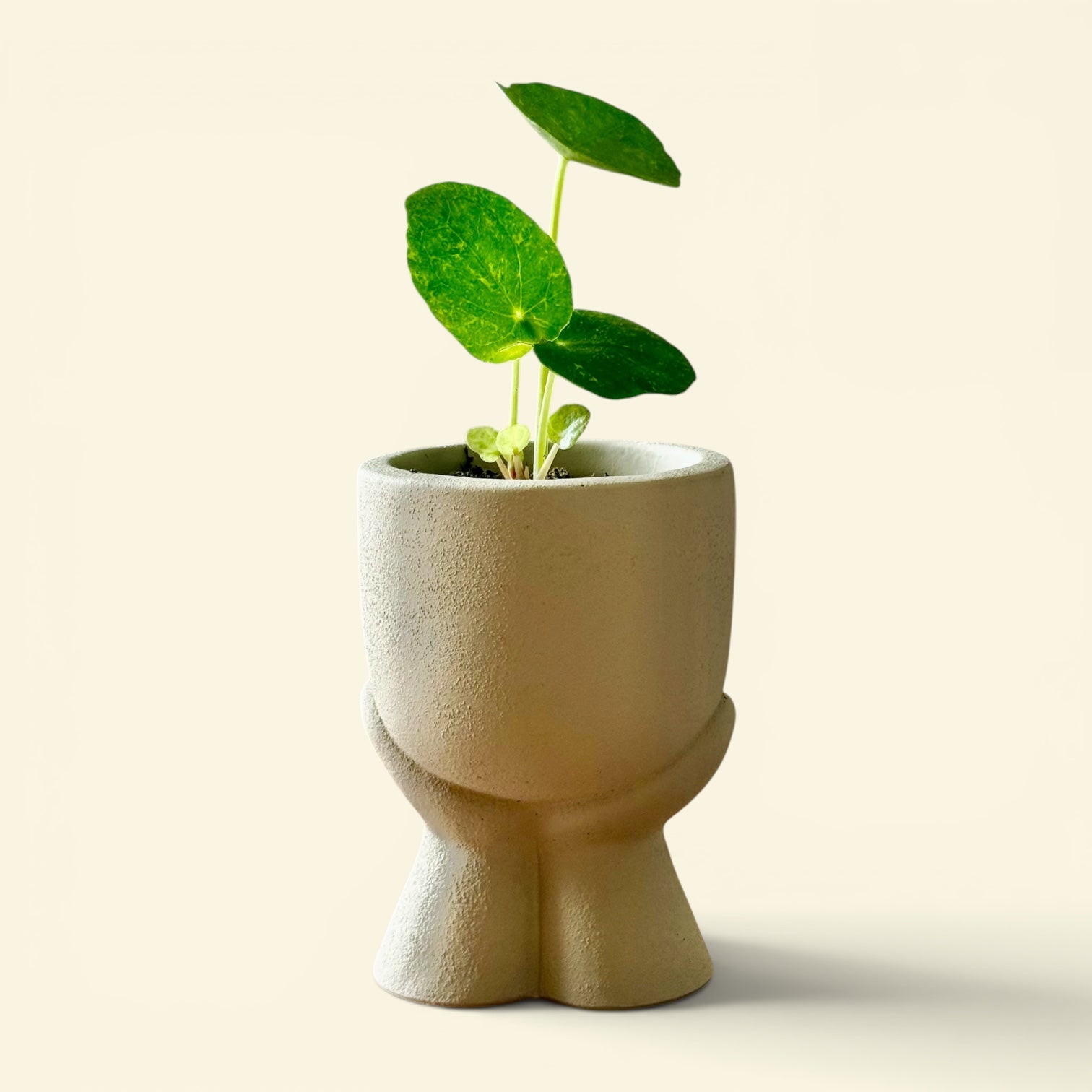 Cache-pot SAO