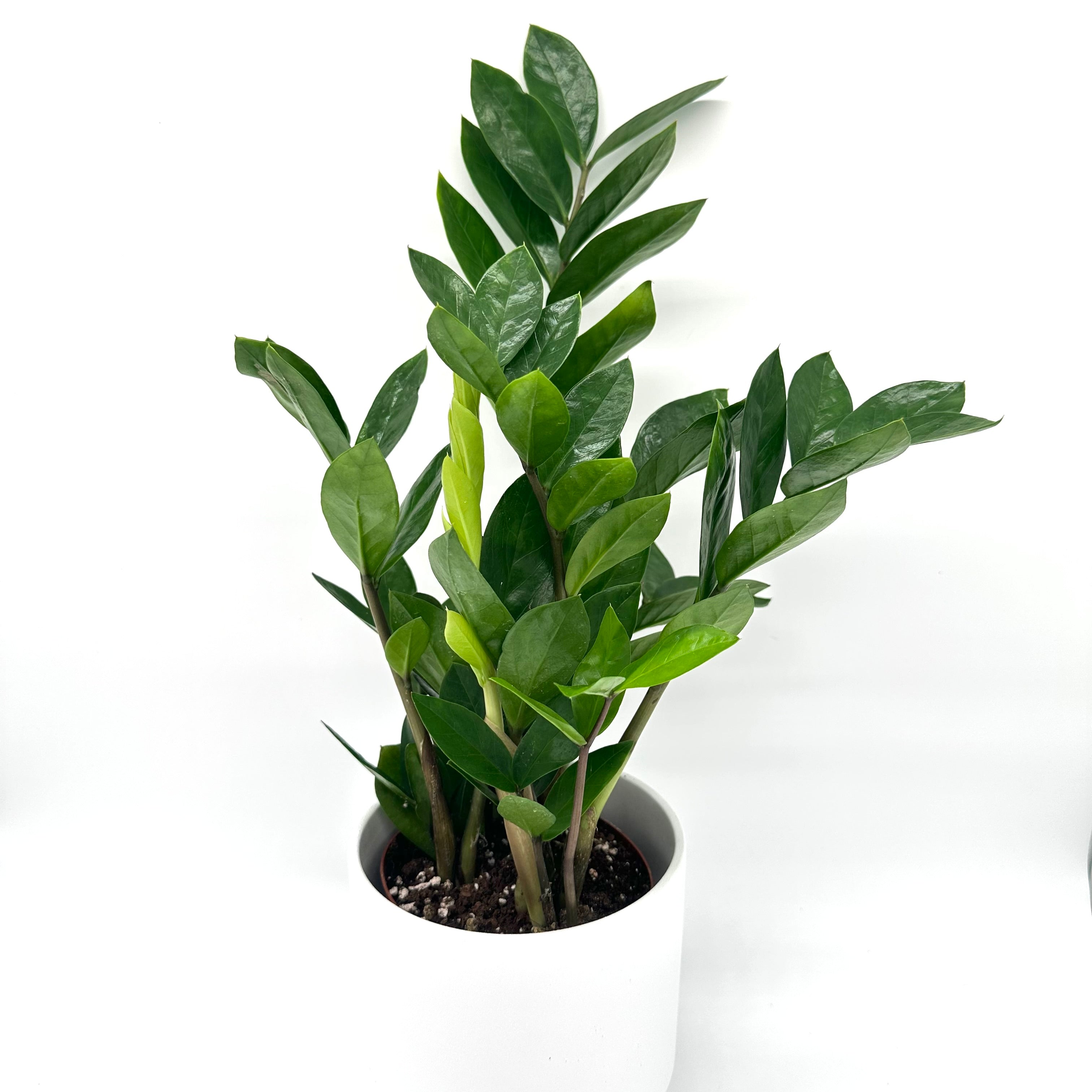 Zamioculcas