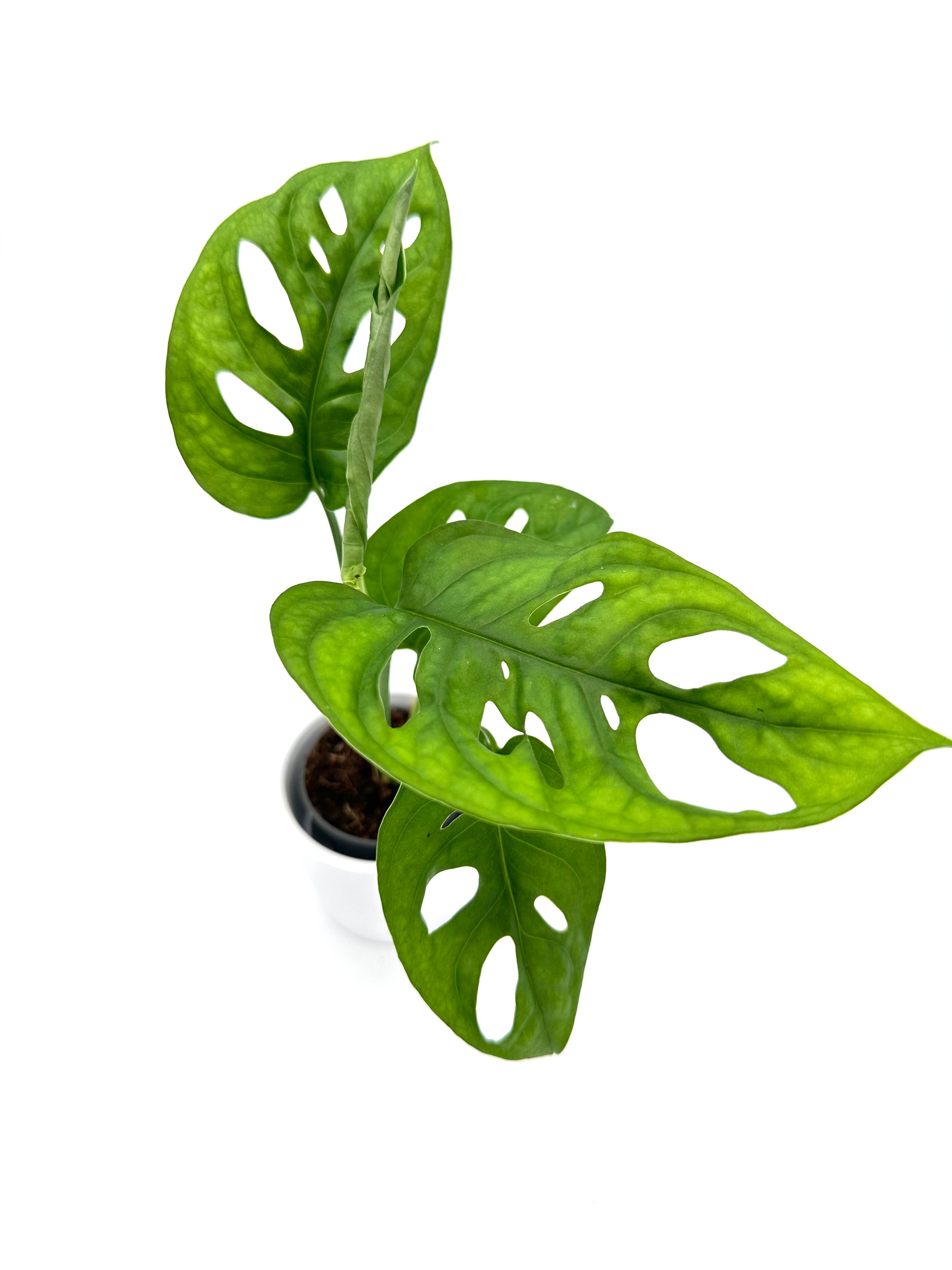 Monstera Adansonii