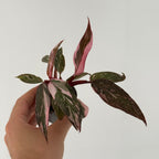Philodendron Pink Princess Marble
