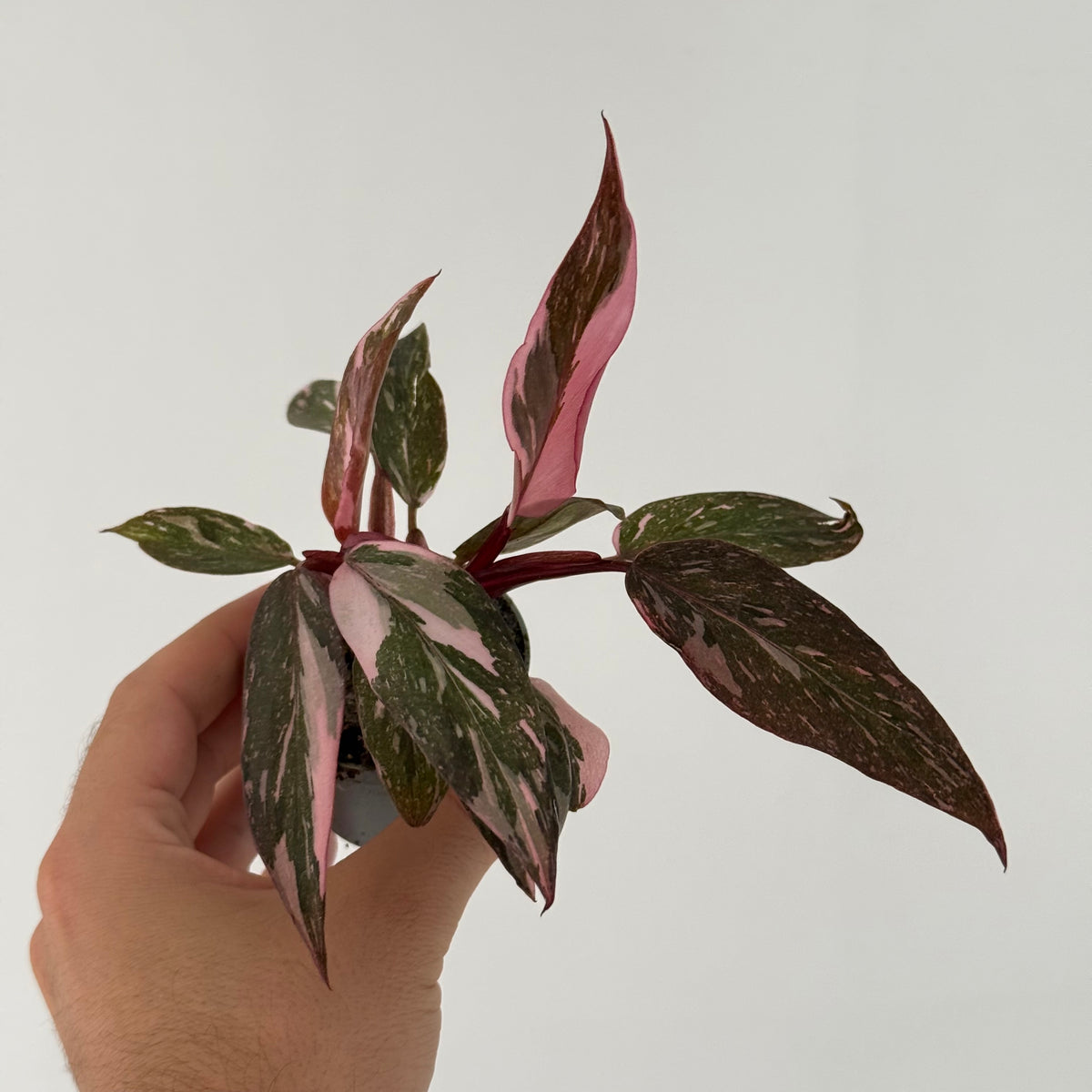 Philodendron Pink Princess Marble