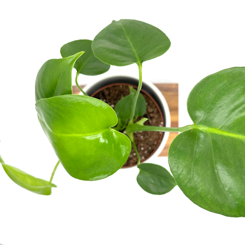 Monstera Deliciosa 12cm