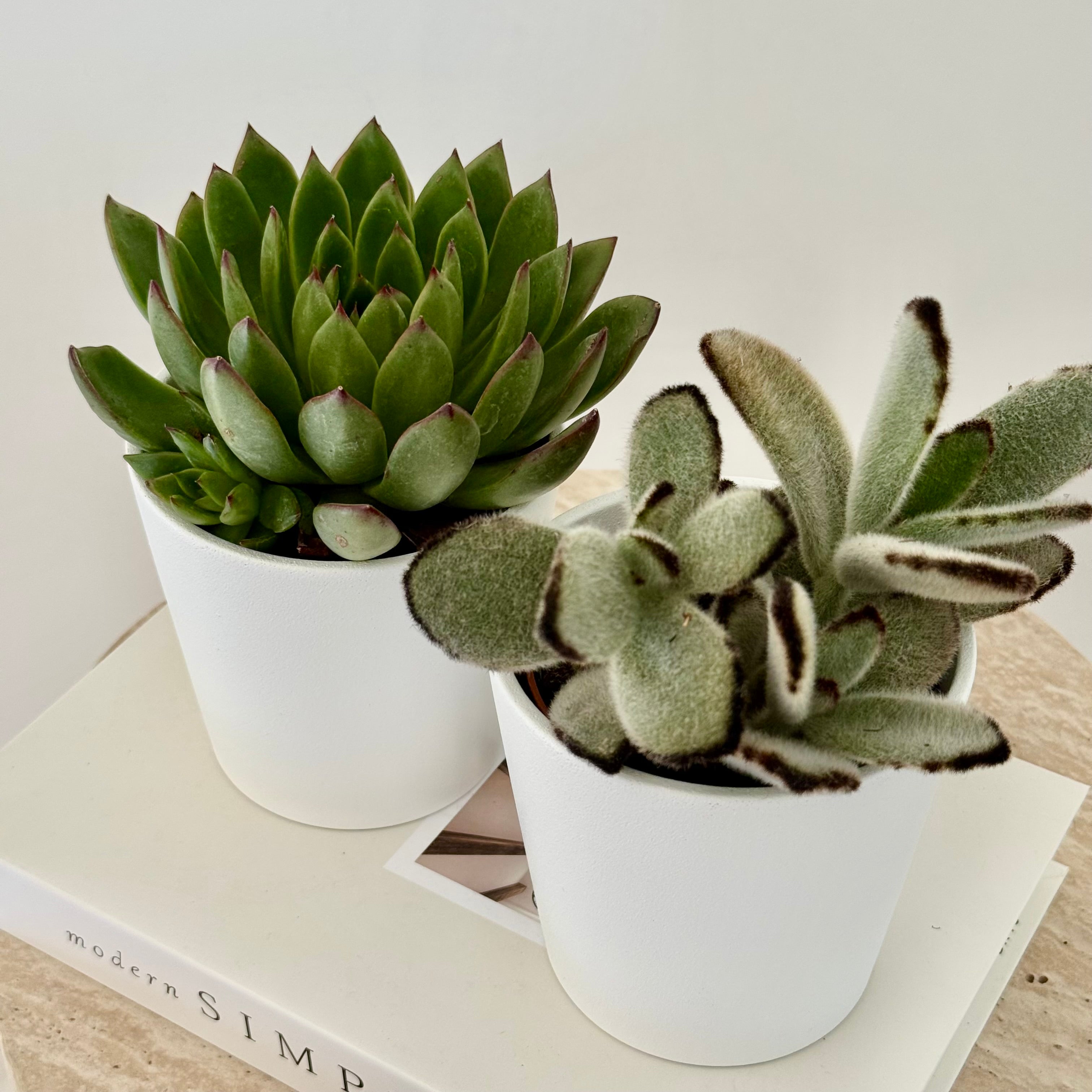 Duo Succulentes Surprise