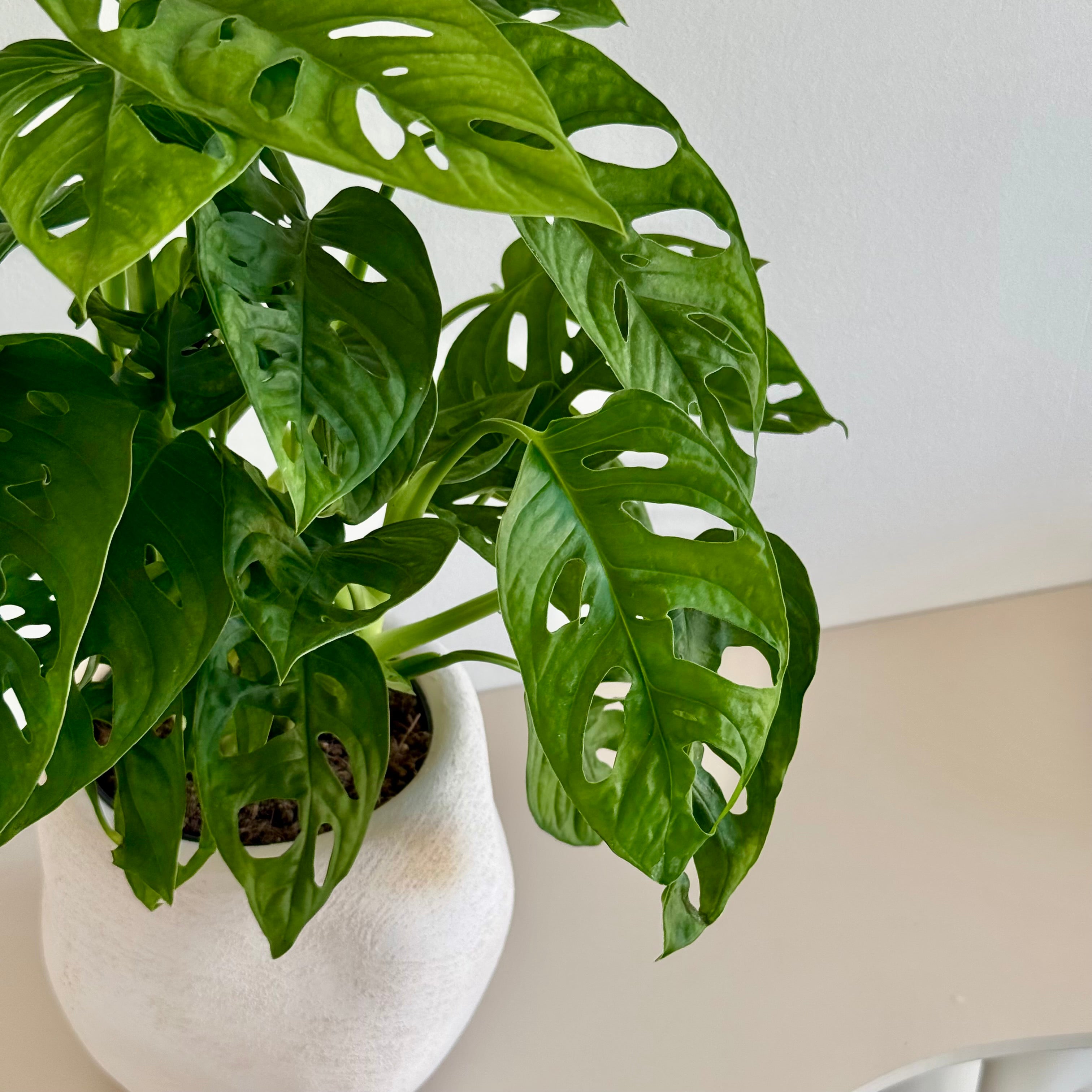 Monstera Adansonii