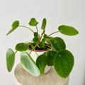 Pilea Peperomioides