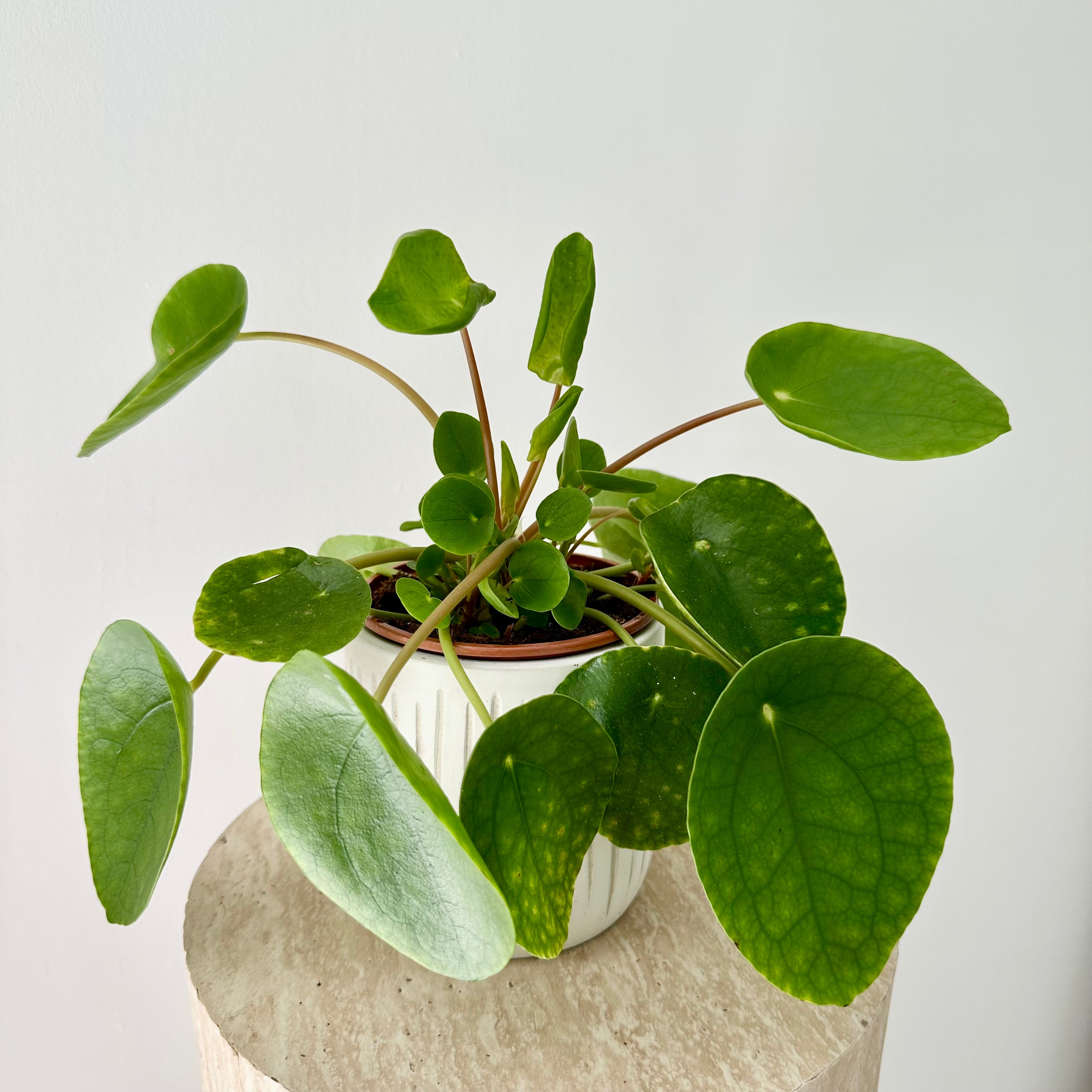 Pilea Peperomioides