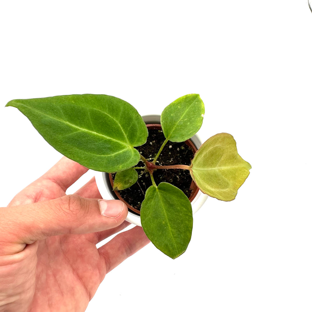 Anthurium Magnificum