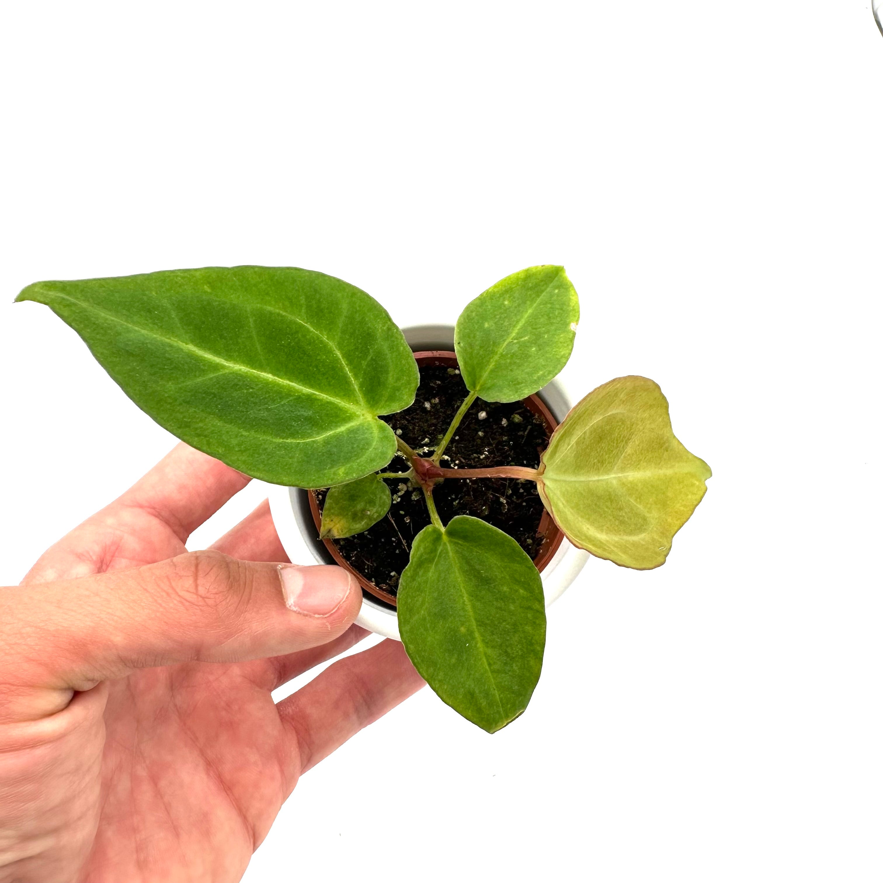 Anthurium Magnificum