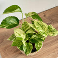 Epipremnum Snow Léopard - Pothos