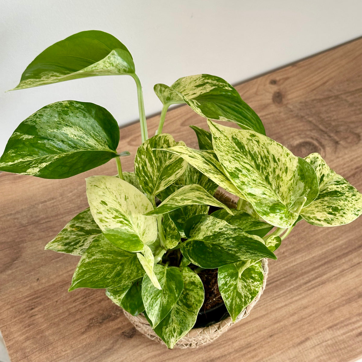 Epipremnum Snow Léopard - Pothos