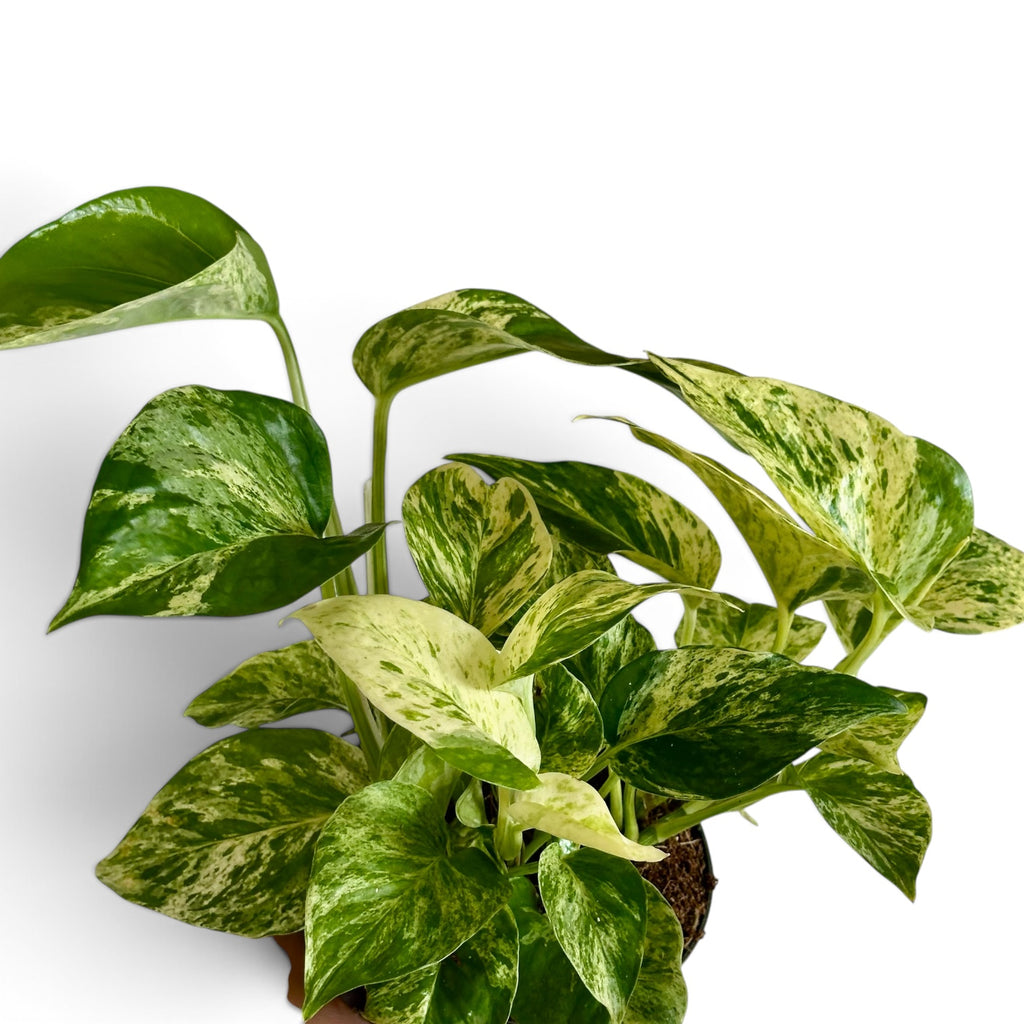 Epipremnum Snow Léopard - Pothos