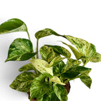 Epipremnum Snow Léopard - Pothos