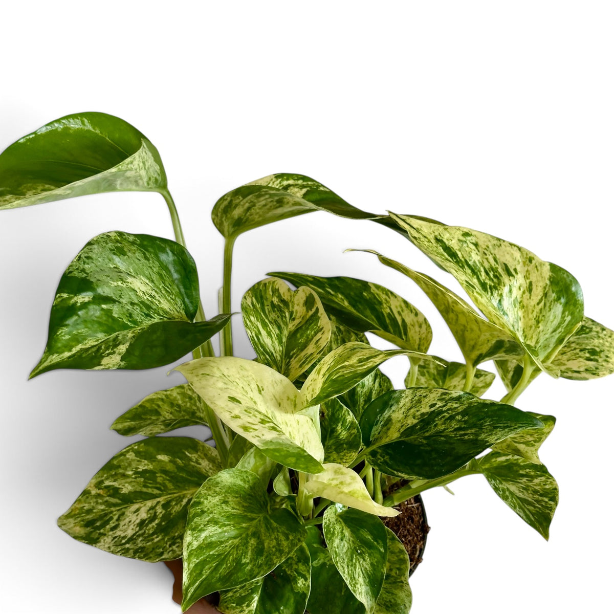 Epipremnum Snow Léopard - Pothos