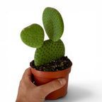 Opuntia Microdasys Inermis (Cactus)
