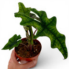 Alocasia Jacklyn