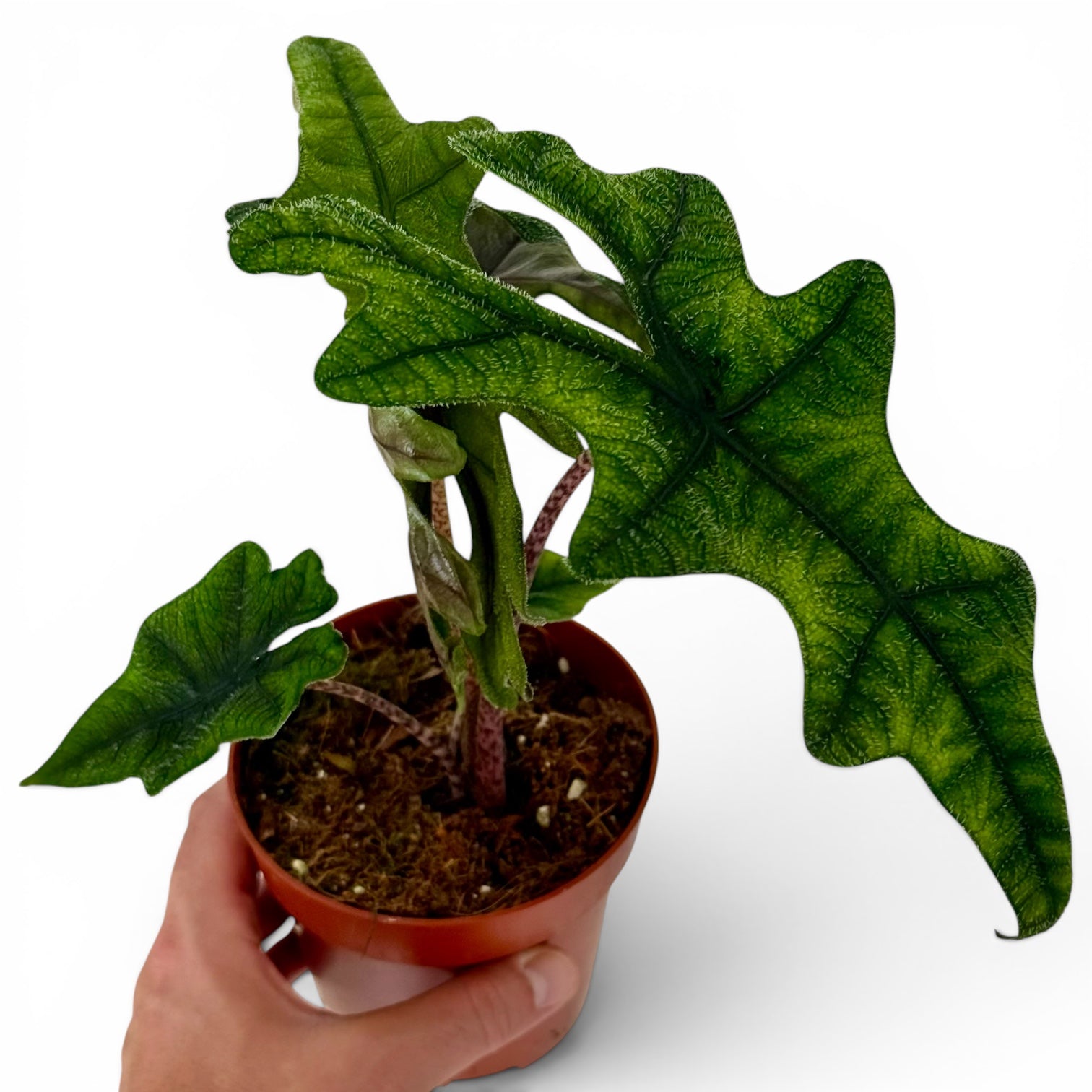 Alocasia Jacklyn