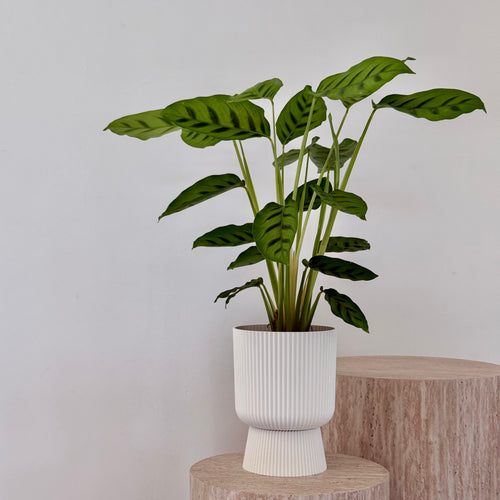 Calathea Leopardina