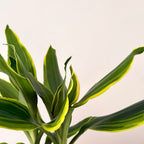 Dracaena Golden Coast