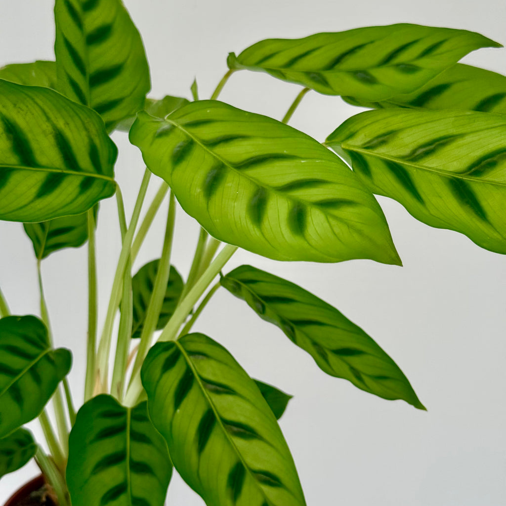 Calathea Leopardina