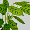 Calathea Leopardina