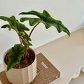 Alocasia Jacklyn